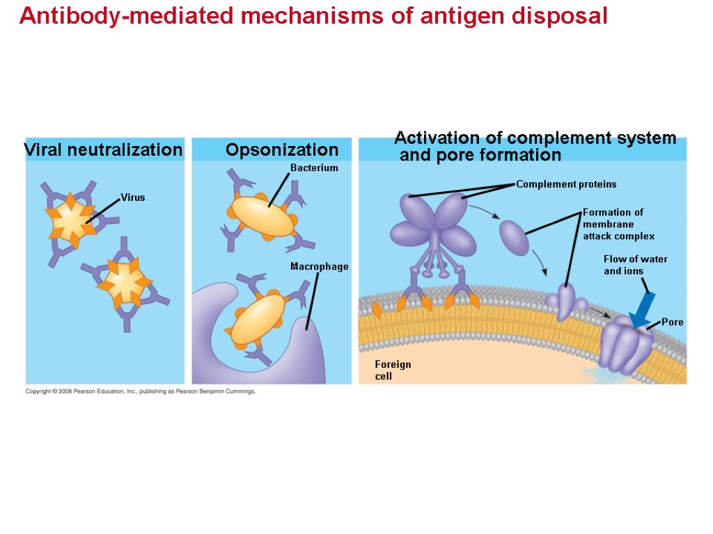 Antibody-mediated mechanisms of antigen disposal Viral neutralization Virus Opsonization Bacterium Macrophage Activation of complement